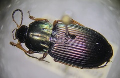 Poecilus lucublandus