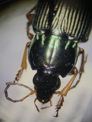 Poecilus lucublandus