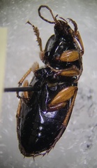 Poecilus lucublandus
