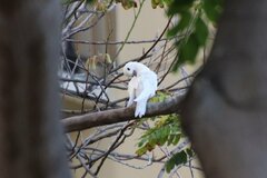 Gygis alba