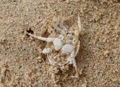 Emerita analoga