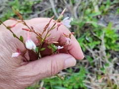 Oenothera simulans