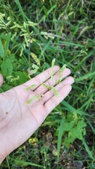 Leersia