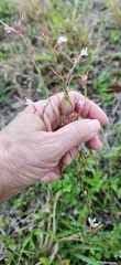 Oenothera simulans