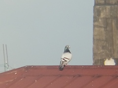 Columba livia domestica