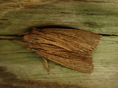 Ichneutica steropastis