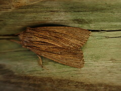 Ichneutica steropastis