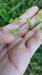Leersia