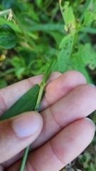 Leersia