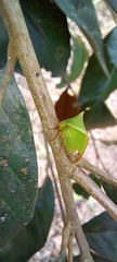 Membracidae