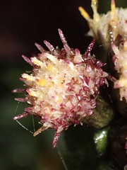 Baccharis genistelloides
