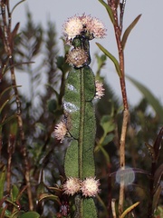 Baccharis genistelloides