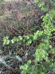 Ribes californicum