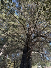 Sequoia sempervirens