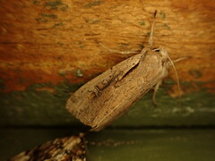 Ichneutica atristriga