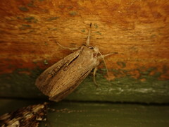 Ichneutica atristriga