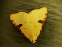 Epiphryne xanthaspis