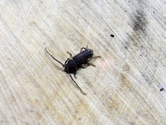 Tylonotus bimaculatus