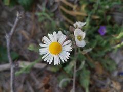 Aphanostephus ramosissimus