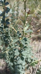Berberis darwinii