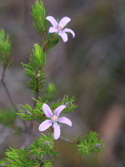 Philotheca salsolifolia