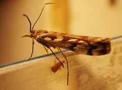 Orocrambus xanthogrammus