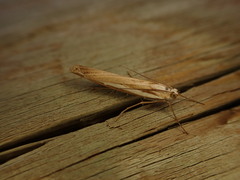 Orocrambus