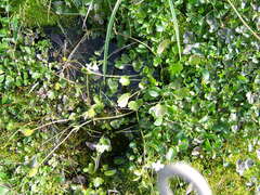 Ranunculus sulphureus