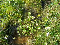 Ranunculus sulphureus