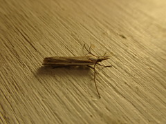 Orocrambus flexuosellus