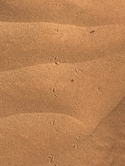 Meroles cuneirostris