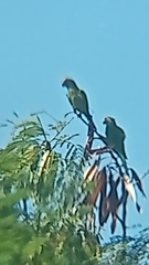Eupsittula aurea