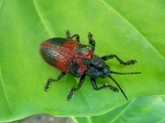 Coraliomela quadrimaculata