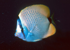 Chaetodon miliaris