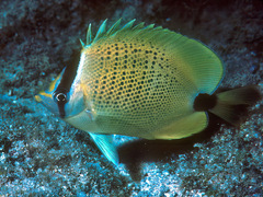 Chaetodon miliaris