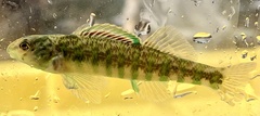 Etheostoma zonale