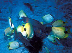 Chaetodon miliaris