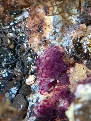 Distaplia
