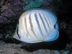Chaetodon multicinctus