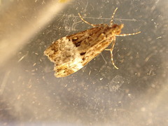 Scoparia minusculalis