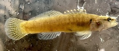 Etheostoma flabellare