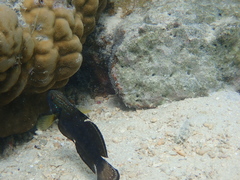 Amblygobius phalaena