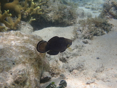 Amblygobius phalaena