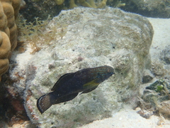 Amblygobius phalaena