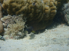 Amblygobius phalaena
