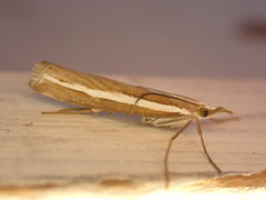 Orocrambus vittellus