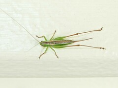 Conocephalus bilineatus