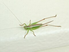 Conocephalus bilineatus