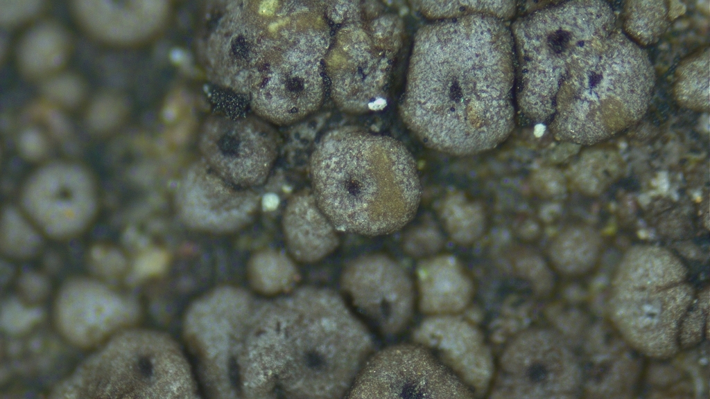 Rimularia badioatra