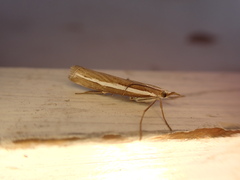 Orocrambus vittellus